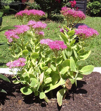 Load image into Gallery viewer, Sedum &#39;Neon&#39;
