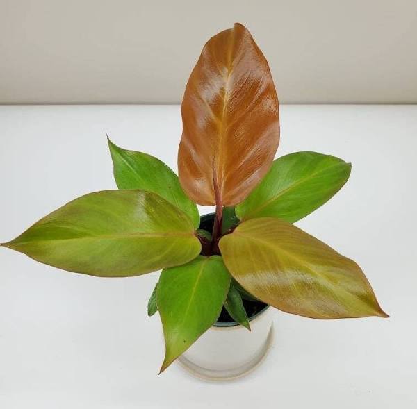 Philodendron 'McColley's Finale'