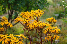 Load image into Gallery viewer, Ligularia &#39;Othello&#39;
