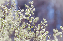 Load image into Gallery viewer, Salix discolor (Pussy Willow)
