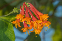 Load image into Gallery viewer, Lonicera 'Dropmore Scarlet'

