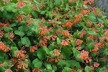 Load image into Gallery viewer, Lonicera 'Dropmore Scarlet'
