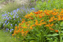 Load image into Gallery viewer, Asclepias tuberosa (Butterfly Weed)
