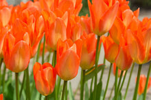 Load image into Gallery viewer, Tulip &#39;Orange Emperor&#39;
