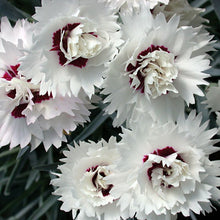 Load image into Gallery viewer, Dianthus 'Silver Star'
