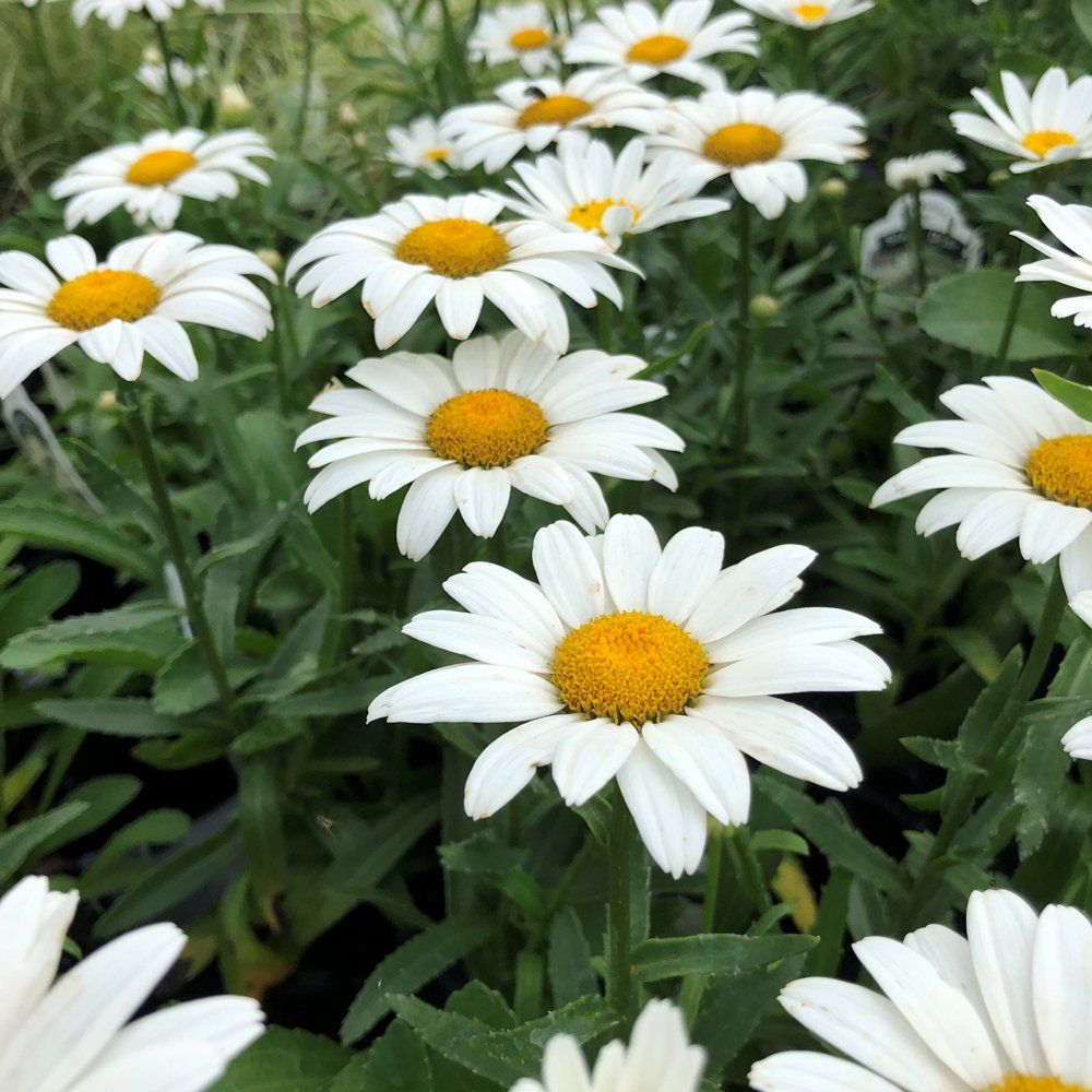 Leucanthemum 'Snowcap'