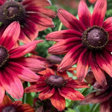 Load image into Gallery viewer, Annual Rudbeckia
