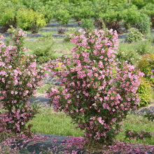 Load image into Gallery viewer, Re-blooming Weigela 'Sonic Bloom Pink'
