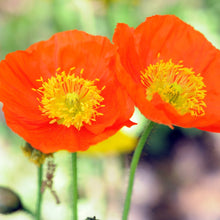 Load image into Gallery viewer, Poppy (Papaver) &#39;Spring Fever Mix&#39;
