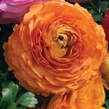 Load image into Gallery viewer, Ranunculus
