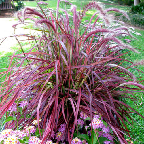 Pennisetum 'Fireworks'