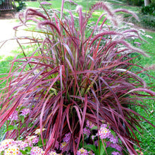 Load image into Gallery viewer, Pennisetum &#39;Fireworks&#39;
