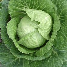 Load image into Gallery viewer, Cabbage &#39;Stonehead&#39; 6-pack
