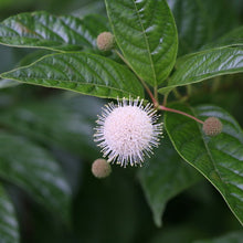 Load image into Gallery viewer, Buttonbush
