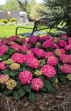 Load image into Gallery viewer, Hydrangea &#39;Endless Summer Summer Crush&#39;
