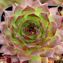 Load image into Gallery viewer, Sempervivum 'Sunset'

