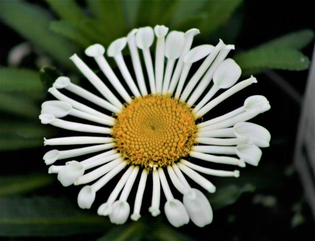 Leucanthemum 'Sweet Daisy Sofie'