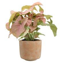 Load image into Gallery viewer, Syngonium &#39;Neon&#39;
