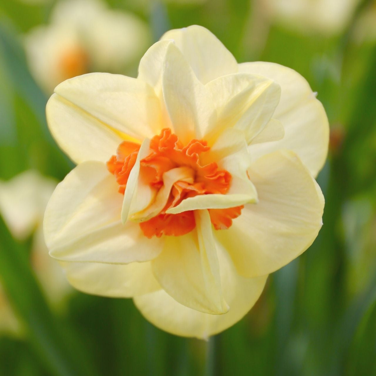 Daffodil 'Tahiti'
