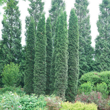 Load image into Gallery viewer, Thuja &#39;Thin Man&#39;

