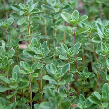 Load image into Gallery viewer, Thyme 'English'
