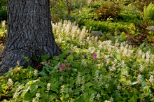 Load image into Gallery viewer, Tiarella &#39;Running Tapestry&#39;
