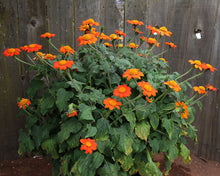 Load image into Gallery viewer, Tithonia &#39;Mexican Sunflower&#39;
