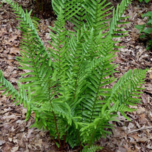 Load image into Gallery viewer, Fern &#39;Tokyo Wood&#39;
