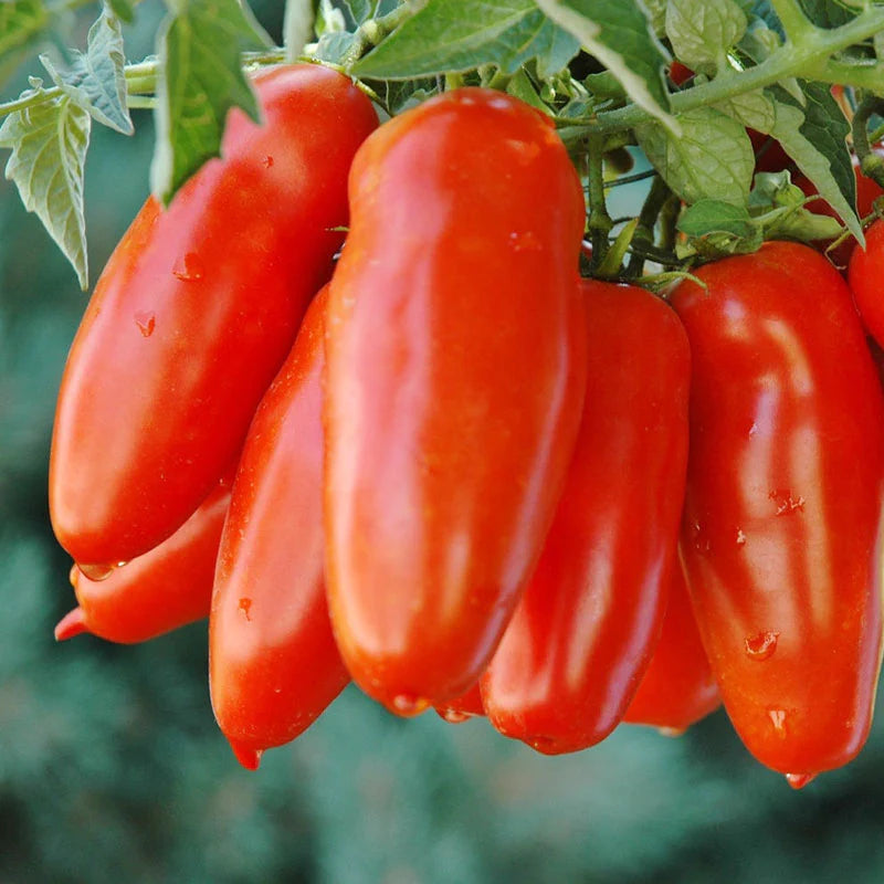 Tomato 'San Marzano'