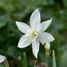 Load image into Gallery viewer, Daffodil &#39;Thalia&#39;
