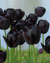 Load image into Gallery viewer, Tulip &#39;Queen of the Night&#39;
