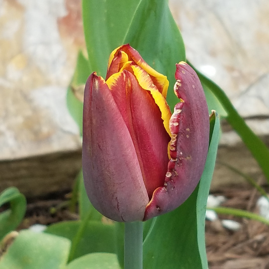 Tulip 'Doberman'
