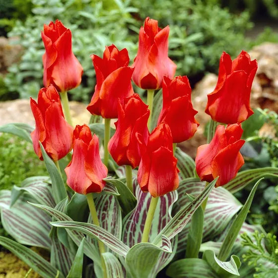 Tulip 'Red Riding Hood'