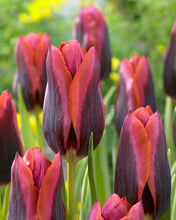 Load image into Gallery viewer, Tulip &#39;Slawa&#39;
