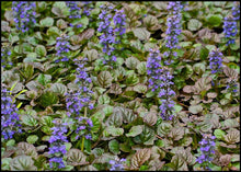 Load image into Gallery viewer, Ajuga &#39;Bronze Beauty&#39;
