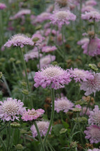 Load image into Gallery viewer, Scabiosa &#39;Pink Mist&#39;
