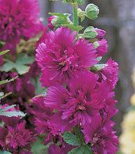 Load image into Gallery viewer, Hollyhock 'Spring Celebrities Purple'
