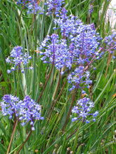 Load image into Gallery viewer, Scilla &#39;Litardierei&#39;
