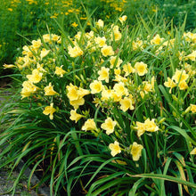 Load image into Gallery viewer, Daylily 'Happy Returns'
