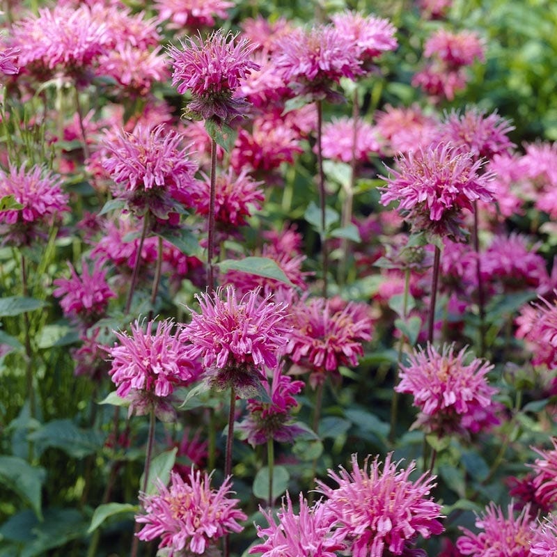 Monarda 'Petite Delight'