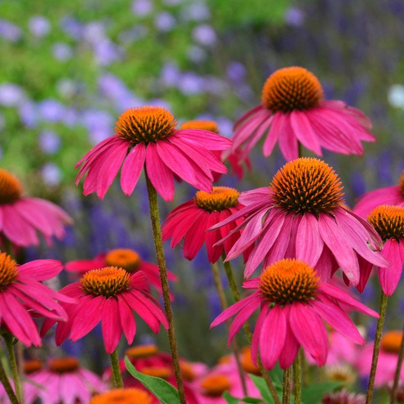 Echinacea 'Pow Wow Wild Berry'