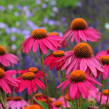 Load image into Gallery viewer, Echinacea &#39;Pow Wow Wild Berry&#39;
