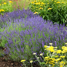 Load image into Gallery viewer, Lavender &#39;Hidcote&#39;
