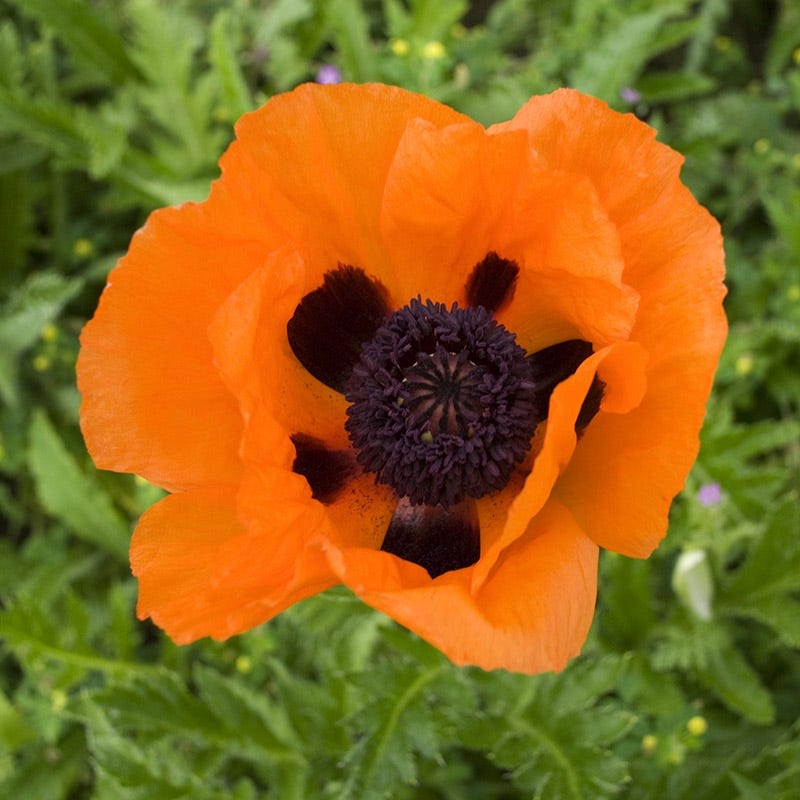 Poppy (Papaver) 'Prince of Orange'