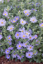 Load image into Gallery viewer, Aster &#39;Wood&#39;s Blue&#39;
