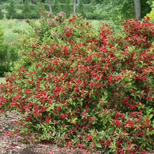 Load image into Gallery viewer, Re-blooming Weigela &#39;Sonic Bloom Red&#39;
