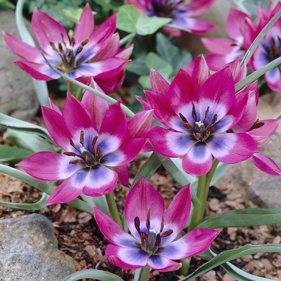 Tulip 'Little Beauty' (Mini)