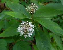 Load image into Gallery viewer, Asclepias perennis (Milkweed)
