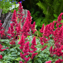Load image into Gallery viewer, Astilbe &#39;Younique™ Ruby Red&#39;
